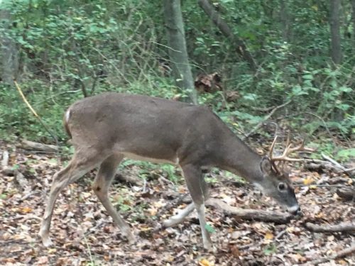 deer hartshorne woods