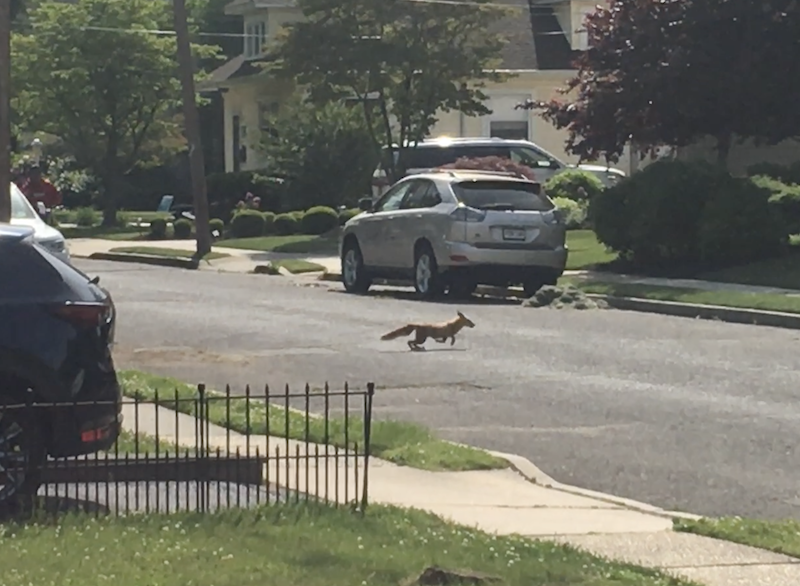 RED BANK Fox makes a dash into the unofficial start of Summer 2022